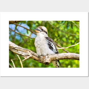 Laughing Kookaburra Posters and Art